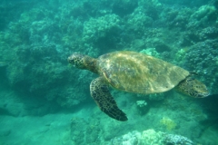 Swim with the turtles off Kamaole I beach