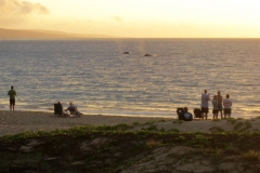 Watching the two hump back whales swimming off Kamaole II beach