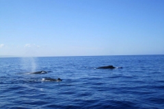 3 Humpback Whales in Kihei Maui