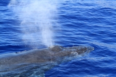 Humpback Whales in Kihei Bay