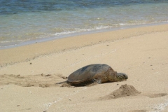 Turtle on island of Lanai