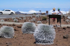 Silversword flower - Lives at the top of Mt Haleakala, the only place in the world its found