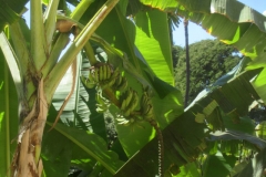 Kihei Kai Nani banana's
